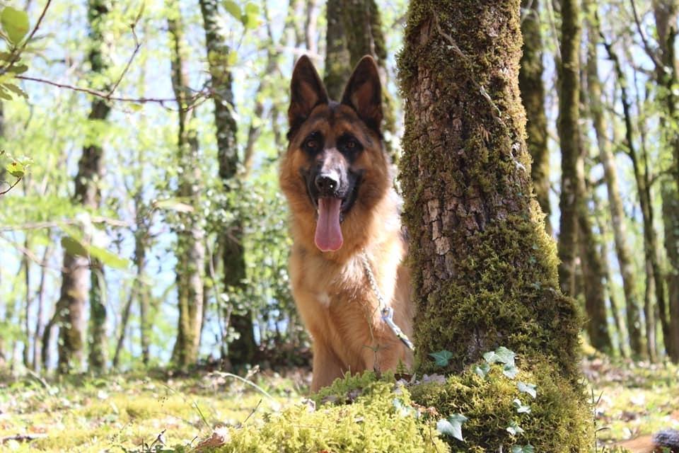 RUBY du Tisserand du Breuilh 9 mois ISSAM x NELSON